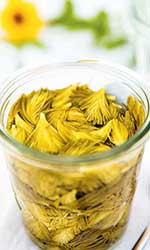 Palmetshofer: Geschmacksrevolution Fermentieren