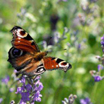 Schmetterlingsexkursion Die StadtSpionin