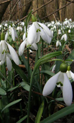 Schneeglöckchen Donauauen